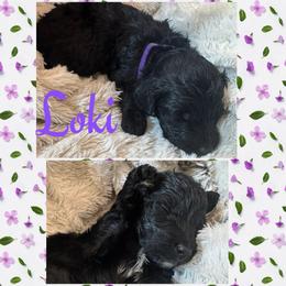 Loki (Purple6) - Black female Goldendoodle puppy in Ankeny, Iowa from Iowadoodles2love