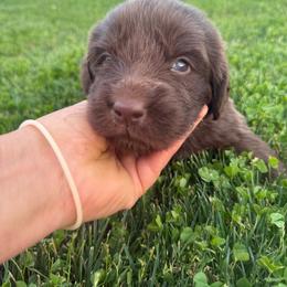 White - Brown female Newfoundland puppy in Great Falls, Montana from True North Newfoundlands