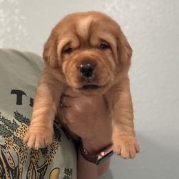 Freedom - Yellow female Labrador Retriever puppy in Cantonment, Florida from Deep South Labrador Retrievers LLC
