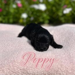 Poppy - Black female Cavapoo puppy in Thorndale, Texas from Hattie’s Texas Cavapoos