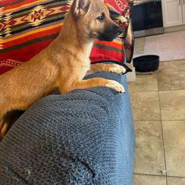 Daphne - Red Shiba Inu puppy in Las Vegas, Nevada from AKZ Shiba Inus