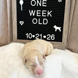 Calvin - Yellow and white male Bernedoodle puppy in Sparrows Point, Maryland from Rosie’s Puppies