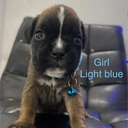 Raya - Fawn female Boxer puppy in Cicero, New York from MK Boxer Haven of CNY