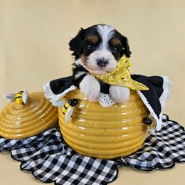 Bumble Bee - Tri-color male Bernedoodle puppy in Mckinney, Texas from M2 Bernedoodles