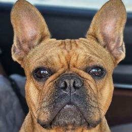 Juno - Fawn female French Bulldog puppy in Santa Fe, New Mexico from ZiaLine French Bulldogs