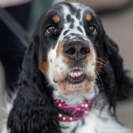 English Springer Spaniel puppies from Spellcraft Springers