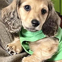 Dachshund Puppies from Northwest Dachshunds