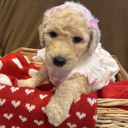 Adora - Apricot female Poodle puppy in Mobile, Alabama from Semmy’s Standard Poodle LLC