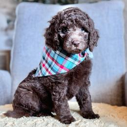 Brownie- Teal Collar - Chocolate female Goldendoodle puppy in Bay City, Texas from Charming Doods Goldendoodles