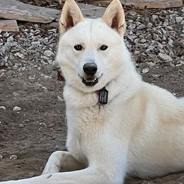 Forest - Siberian Husky