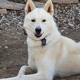 Forest - Siberian Husky