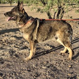 Lucy - Gray female German Shepherd puppy in Cochise, Arizona from Freiheit Von Himmel  Shepherds