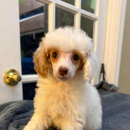 Peaches - Parti female Poodle puppy in Huntsville, Alabama from Flint River Poodles