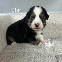 Girl 2 Star - Black tri female Miniature Australian Shepherd puppy in Bristow, Iowa from Pine Ridge Toy and Mini Aussies