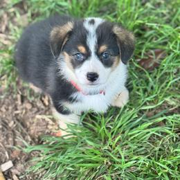 Remi - Black and tan female Pembroke Welsh Corgi puppy in Millsap, Texas from Punchy Pembroke Ranch