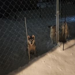 Siberian Husky Puppies from Spirit of the Moon Siberians