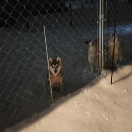 Siberian Husky Puppies from Spirit of the Moon Siberians