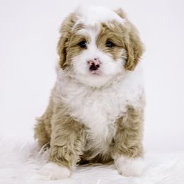 Light Blue Collar Boy - Yellow and white male Bernedoodle puppy in Hebron, Indiana from Duneland Doodles