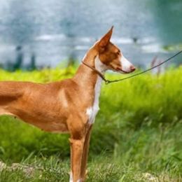 Patience - Ibizan Hound