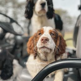 English Springer Spaniel Puppies from Butterfield Trail Springer Spaniels