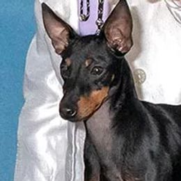 Manchester Terriers from Phi Manchesters