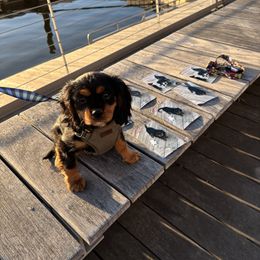 Cavalier King Charles Spaniel Puppies from Family first cavaliers