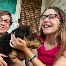 Airedale Terrier Puppies from Olson’s Aire Haven