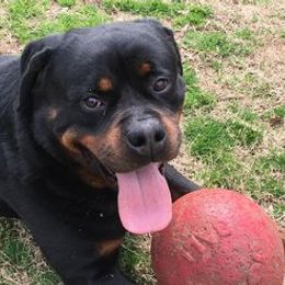 Rottweilers from Vom Haus Tim-Mo Rottweiler Kennel