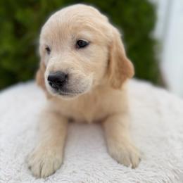 Cream Collar Girl - Golden female Golden Retriever puppy in Salt Lake City, Utah from Deseret Peak Goldens