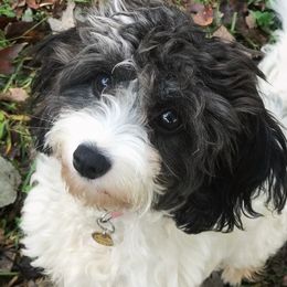Rosalie - Cavapoo