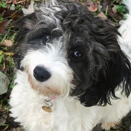Rosalie - Cavapoo