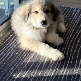 Great Pyrenees Puppies from Natalie Hnatkiv
