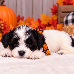 Panda - White male Morkie puppy in Davie, Florida from Sweet Peluditos