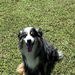 Chase - Miniature Australian Shepherd