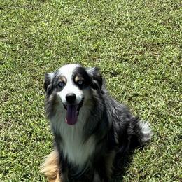 Chase - Miniature Australian Shepherd