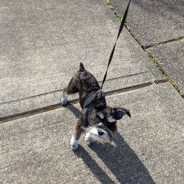 Jose - Miniature Schnauzer
