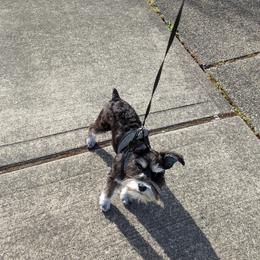 Jose - Miniature Schnauzer