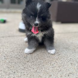 Pomsky Puppies from Ponderosa Pomskies