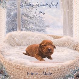 Icicle - Red  male Goldendoodle puppy in Canton, Georgia from Teddy Puppies