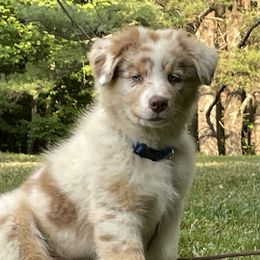 Captain - Red merle male Australian Shepherd puppy in Winslow, Maine from Cowboy Aussies