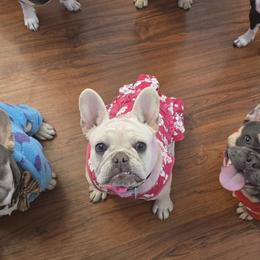 French Bulldogs from French Kisses