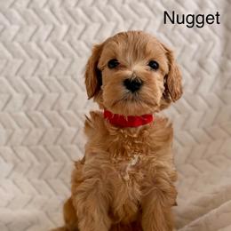 Nugget - Apricot female Australian Labradoodle puppy in Londonderry, New Hampshire from Granite State Labradoodles