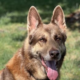 Rafiki - German Shepherd