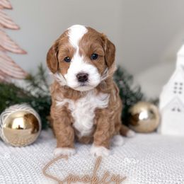 Smokey - Apricot male Goldendoodle puppy in Southeast Arcadia, Florida from Desoto Doodles
