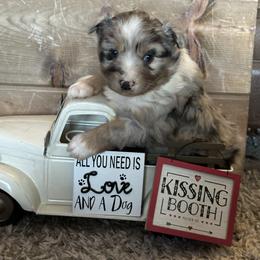 BMF - Blue merle female Australian Shepherd puppy in Lexington, Nebraska from Osborne's Aussies