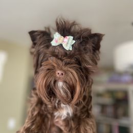 Poppy - Yorkshire Terrier