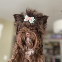 Poppy - Yorkshire Terrier