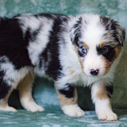 Australian Shepherd Puppies from Lovable Little Aussies