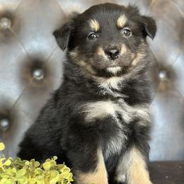 Penelope- Has tail and videos - Black tri-color female Australian Shepherd puppy in Callison, South Carolina from Australian Shepherds of C4 and 3/W Farms