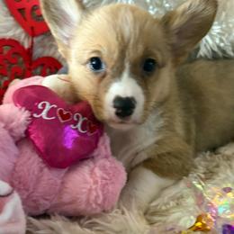 Girl 4 - Red female Pembroke Welsh Corgi puppy in Tucson, Arizona from Sierrita Mountain Corgis